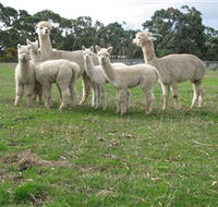 Blackgate Lodge Alpaca Stud - Accommodation Noosa