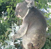 Whiteman Park - Accommodation Noosa