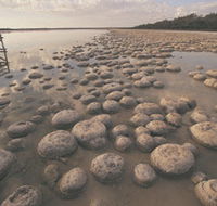 Lake Clifton Thrombolites