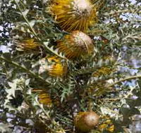 Woylie Walk Dryandra Woodland - Accommodation Noosa