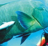 Aristocat Snorkel and Scuba Port Douglas - Accommodation Noosa