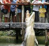 Hartley's Crocodile Adventures - Accommodation Noosa