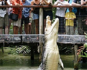 Hartley's Crocodile Adventures - Accommodation Noosa 0