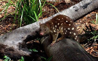 Hartley's Crocodile Adventures - Accommodation Noosa 3