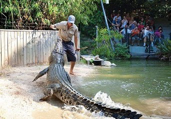 Hartley's Crocodile Adventures - Accommodation Noosa 4