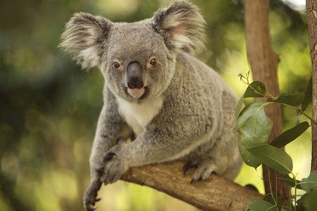 Hartley's Crocodile Adventures - Accommodation Noosa 7