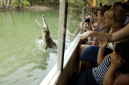 Hartley's Crocodile Adventures - Accommodation Noosa 9