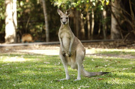 Hartley's Crocodile Adventures - Accommodation Noosa 10