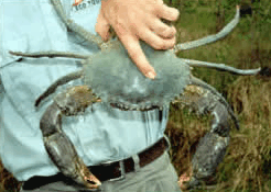 Whitsunday Crocodile Safari - Accommodation Noosa