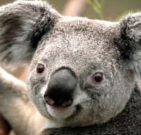 Wildlife Habitat - Accommodation Noosa