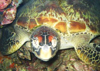 Adrenalin Snorkel And Dive - Accommodation Noosa 0