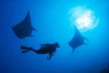 Adrenalin Snorkel And Dive - Accommodation Noosa 1