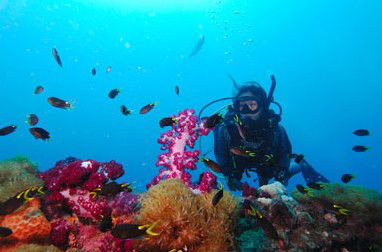 Adrenalin Snorkel And Dive - Accommodation Noosa 3