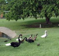 Anzac Park and Ululah Lagoon - Accommodation Noosa