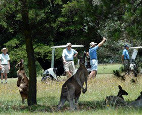 Glen Innes Golf Club - Accommodation Noosa 0