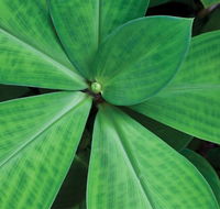 Limberlost Nursery  Garden Centre - Accommodation Noosa