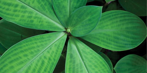 Limberlost Nursery & Garden Centre - Accommodation Noosa 0