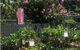 Limberlost Nursery & Garden Centre - thumb 3