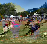 Dogs in the Park Orange - Accommodation Noosa