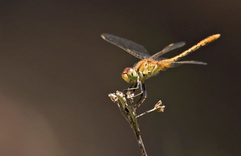 Dragonfly Discovery - Accommodation Noosa 0