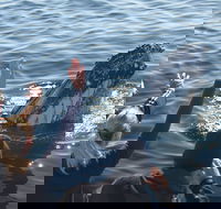 Eden Whale Festival - Accommodation Noosa