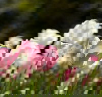 Floriade Reimagined - Accommodation Noosa