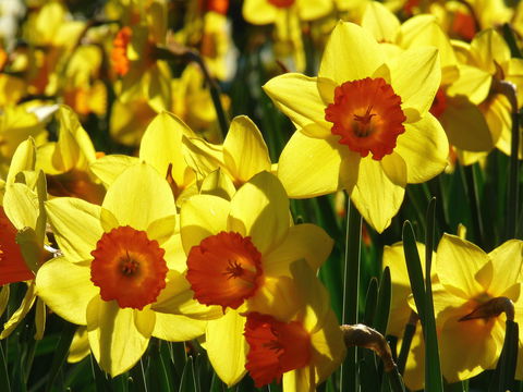 Daffodils At Rydal - Accommodation Noosa 1