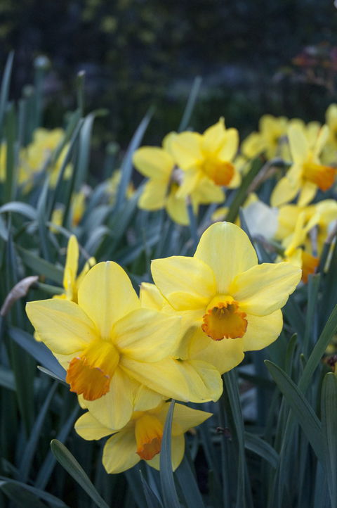 Daffodils At Rydal - Accommodation Noosa 2