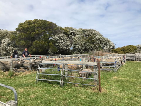 Flinders Island Show - Accommodation Noosa 1
