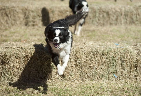 Great Nundle Dog Race - Accommodation Noosa 0