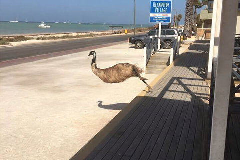 Oceanside Village - Accommodation Noosa 6