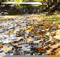 Cradle Forest Inn - Accommodation Noosa