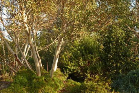The Linden Bed & Breakfast - Accommodation Noosa 4