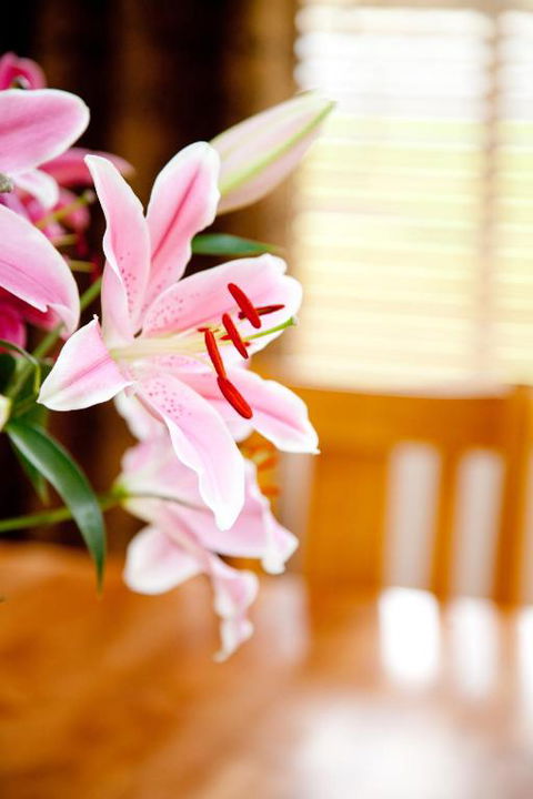 Ocean Mist Villa - Accommodation Noosa 6