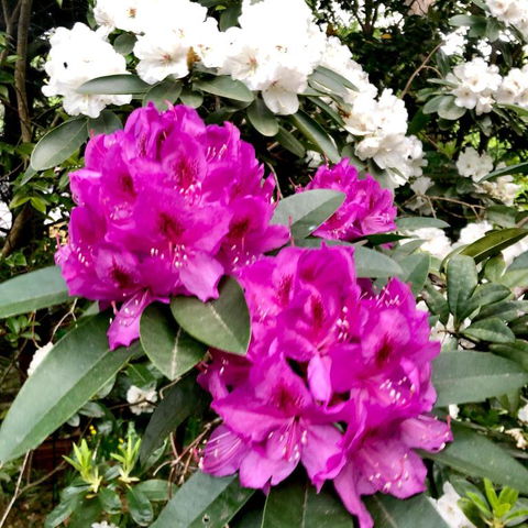 Aldgate Creek Cottage Bed & Breakfast - Accommodation Noosa 5