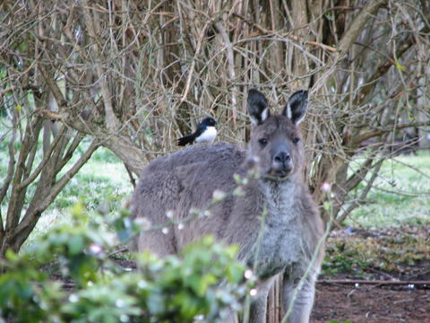 Jilba - Accommodation Noosa 2