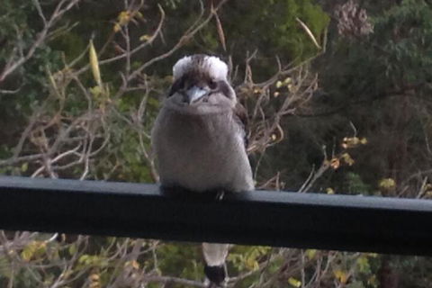 Maleny Country Cottages - Accommodation Noosa 6