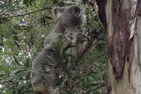 Maleny Country Cottages - Accommodation Noosa 5
