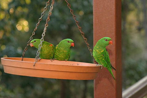 Maleny Country Cottages - Accommodation Noosa 1