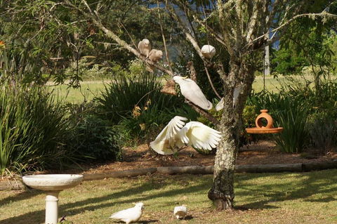 Vicarage View Cottage - Accommodation Noosa 5