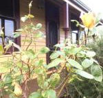 Albion Cottage - Accommodation Noosa