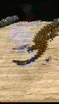 Cootharaba QLD Accommodation Noosa