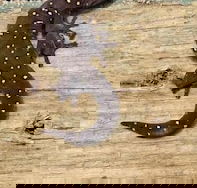 Beechs' Brook Rainforest Retreat - Accommodation Noosa