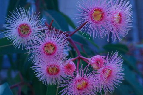 Brisbane Milton Bed & Breakfast - Accommodation Noosa 4
