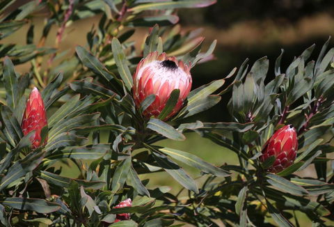 Riverwalk B & B - Accommodation Noosa 5