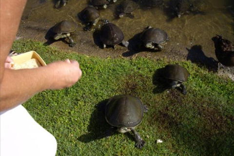 Alexander Lakeside Bed & Breakfast - Accommodation Noosa 7