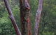 Bellbird Cottage B & B - thumb 6