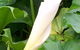 Bellbird Cottage B & B - thumb 3