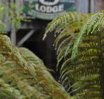 The Wombat Cottage - Accommodation Noosa