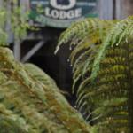 The Wombat Cottage - Accommodation Noosa 0